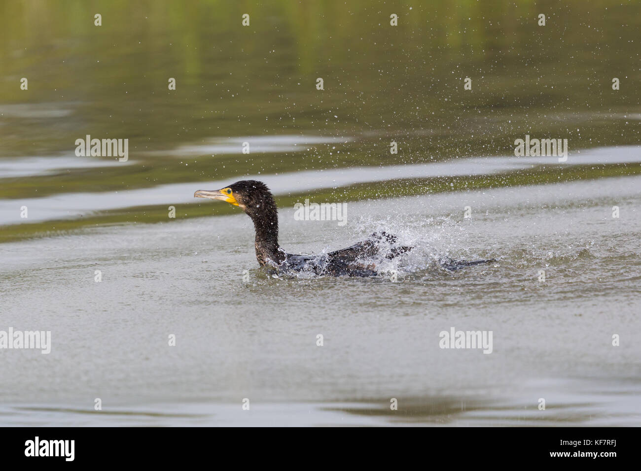 Toelettatura naturale di grande cormorano (Phalacrocorax carbo) Foto Stock