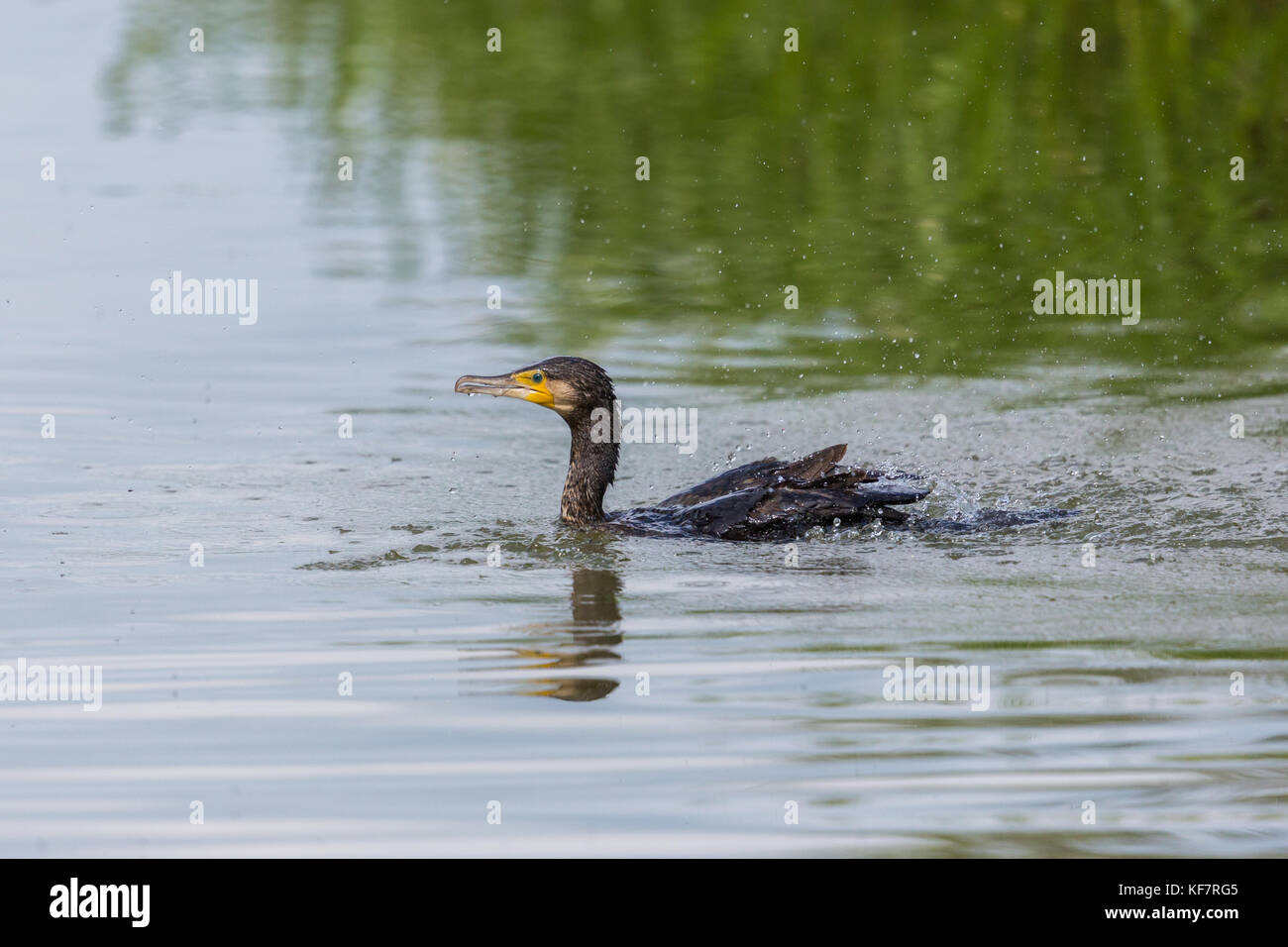 Nuoto con mirroring naturale grande cormorano (Phalacrocorax carbo) Foto Stock