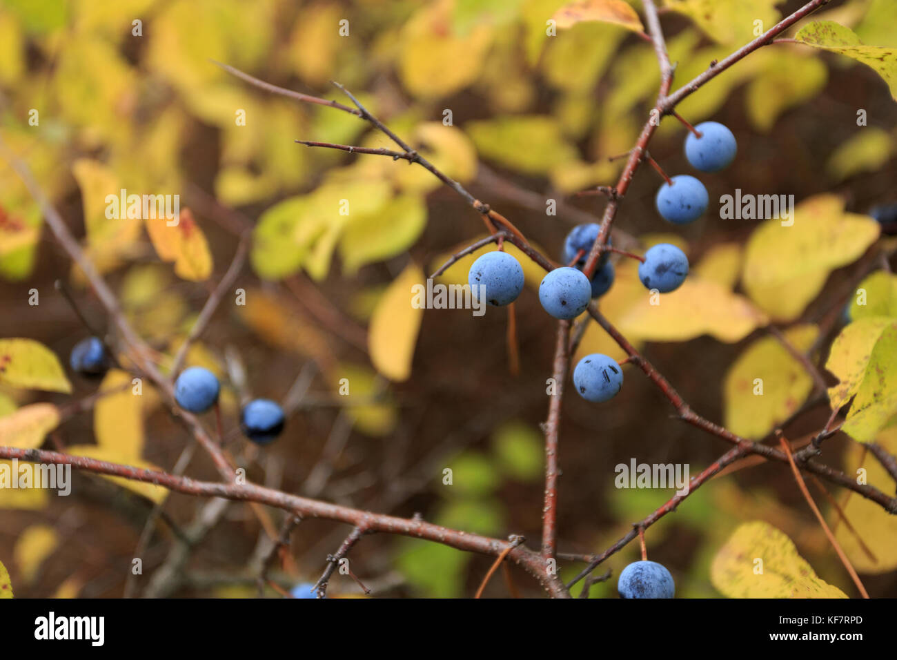 Le bacche selvatiche di prugna in legno, tempo di autunno Foto Stock