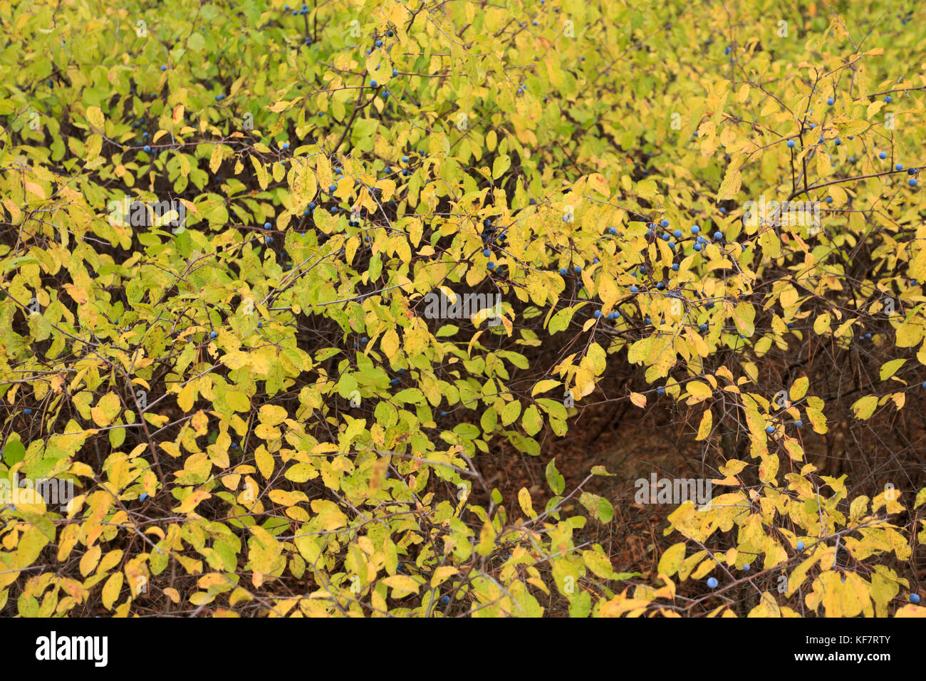 Le bacche selvatiche di prugna in legno, tempo di autunno Foto Stock