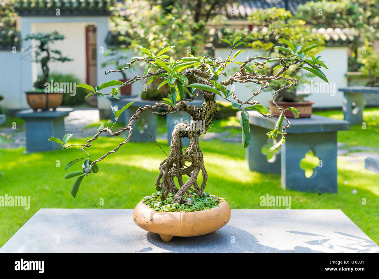 Albero di bonsai in una pentola posta su un tavolo di pietra Foto Stock