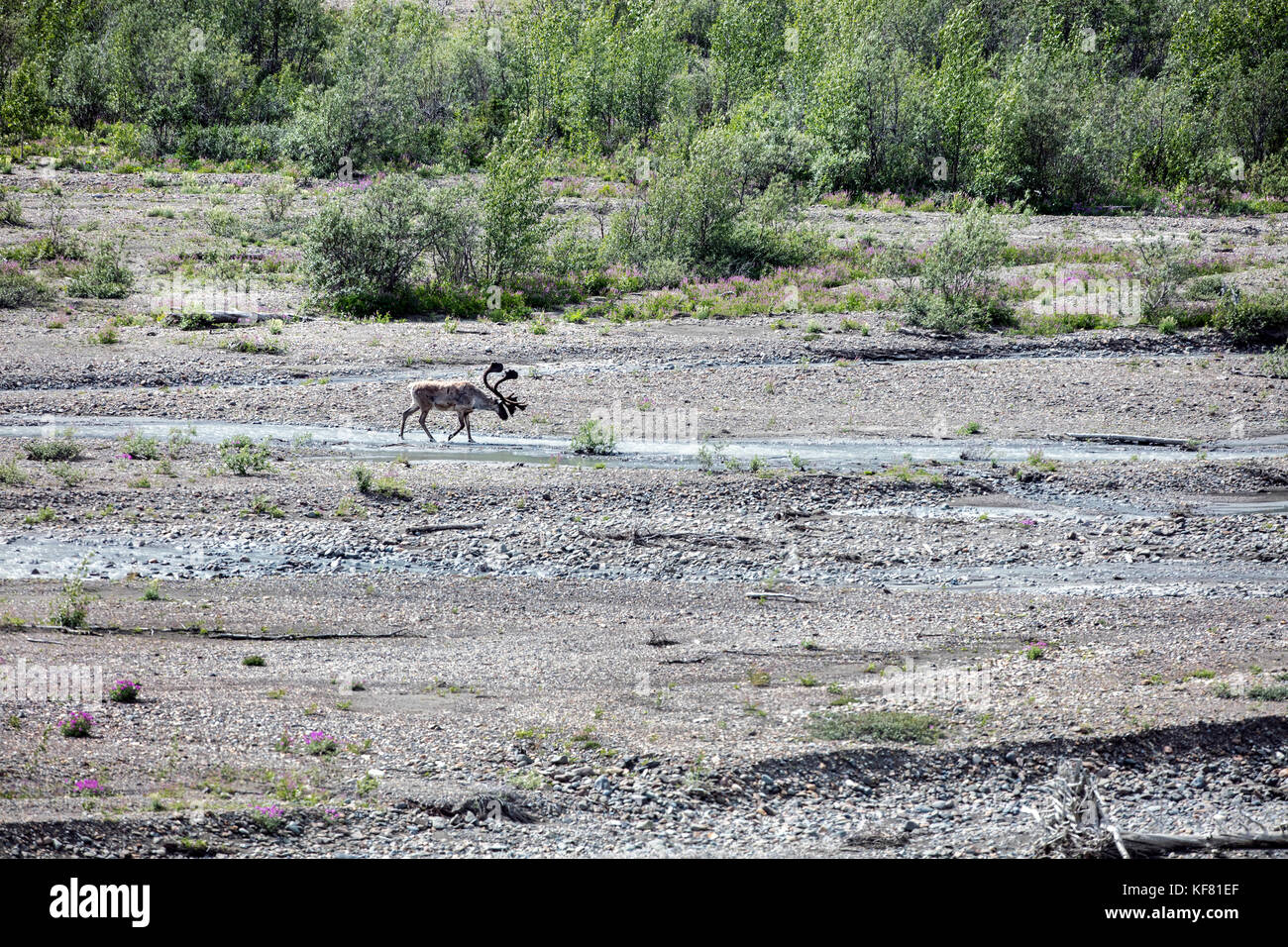 Stati Uniti d'America, Alaska denali, Parco Nazionale di Denali, Caribou Coffee Company attraversando il fiume toklat, che può essere visto durante la visualizzazione della fauna selvatica drive tour attraverso il par Foto Stock