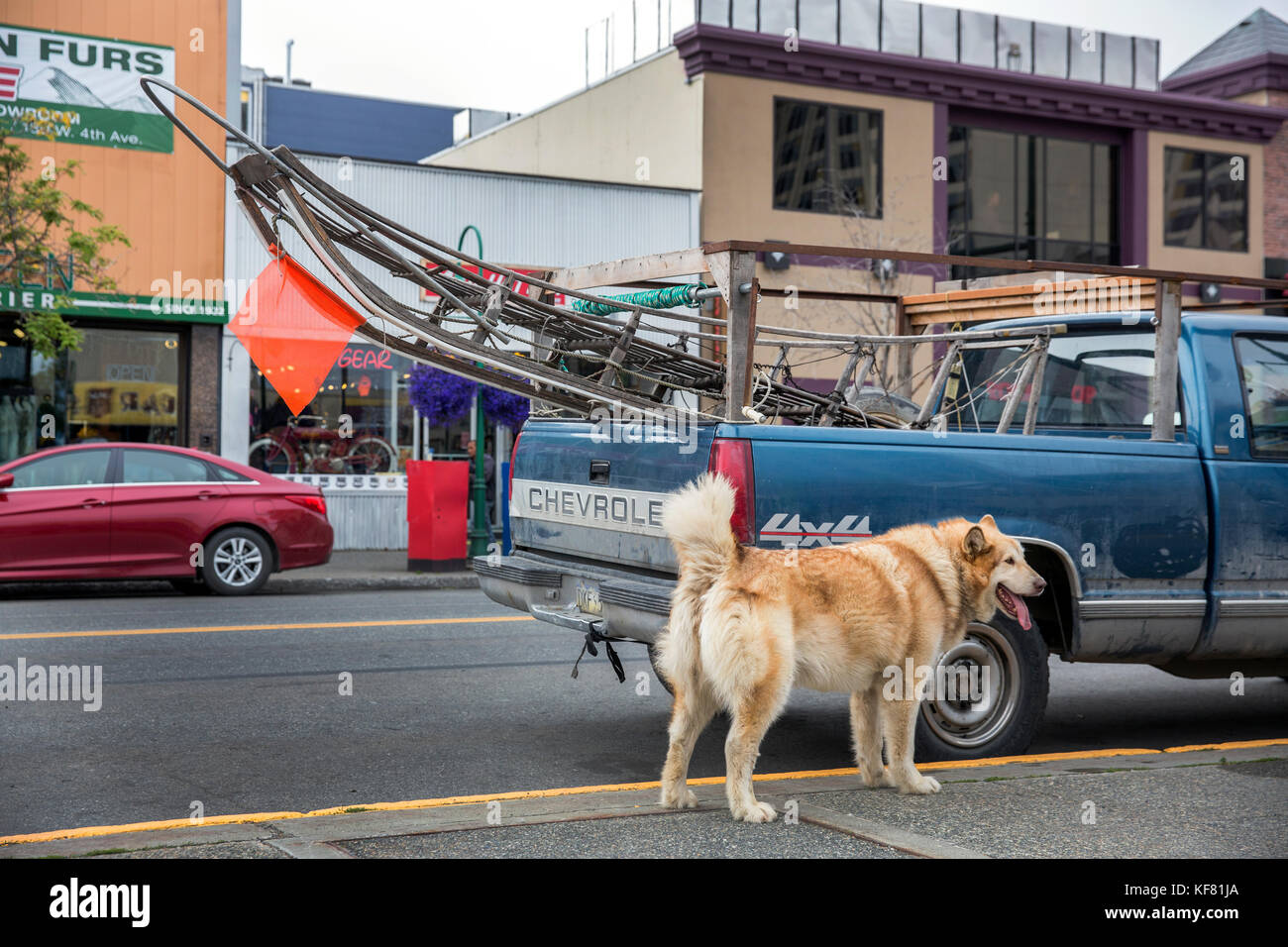 Stati Uniti d'America, Alaska, Anchorage, iditarod musher, asta Perry, disputato il primo iditarod, l'Iditarod è uno dei mondi più grandi sled dog gare Foto Stock