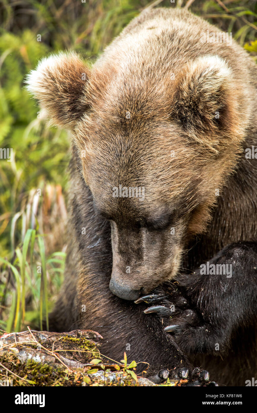 Stati Uniti d'America, Alaska, redoubt bay, grande fiume lago, un marrone orso grizzly caccia e mangiare salmone in wolverine cove Foto Stock