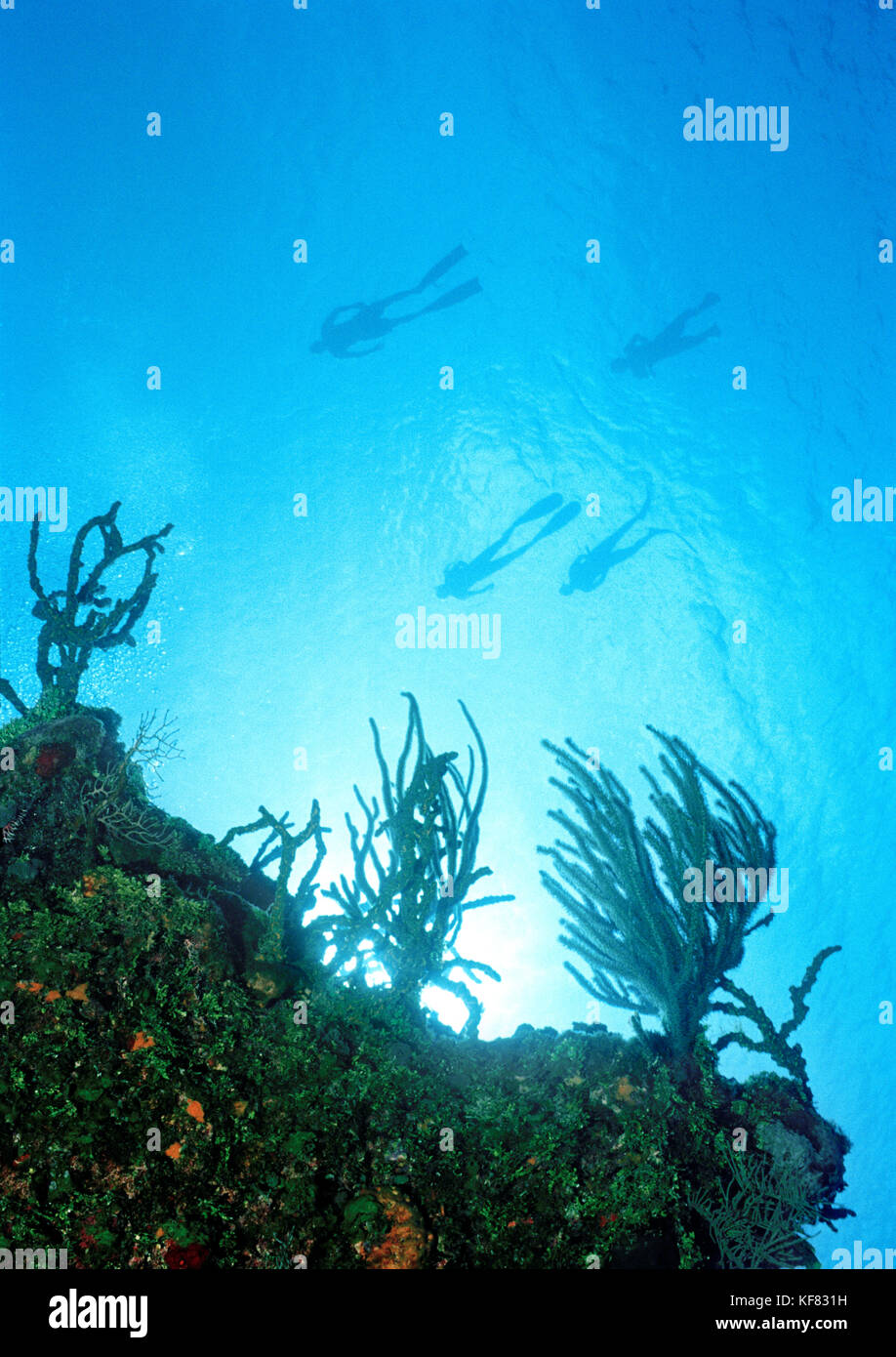 Isole Cayman, Grand Cayman, canadien national freediving pratiche del team per la concorrenza Foto Stock