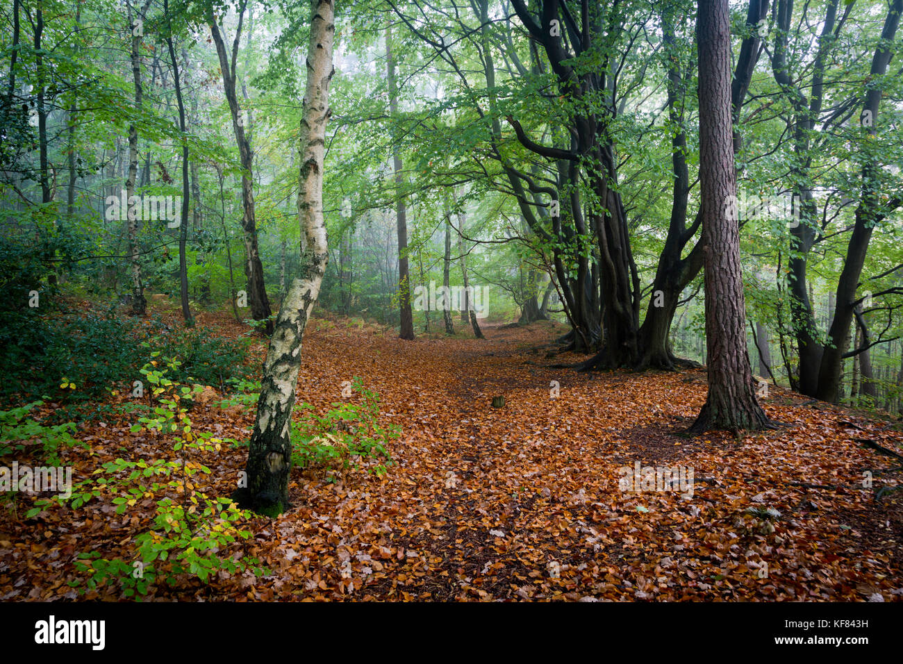 Colore di autunno a Oldbury Hill, un ex Iron Age hillfort vicino a Sevenoaks, Kent, Regno Unito durante la fine di ottobre. Foto Stock