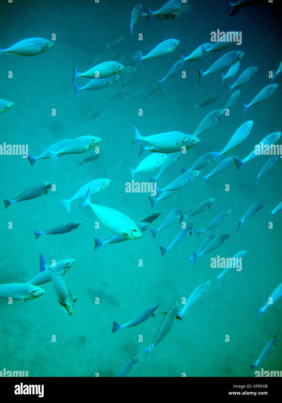 Indonesia, isole mentawai, kandui resort, scuola di taji taji pesci subacquea, Oceano indiano Foto Stock