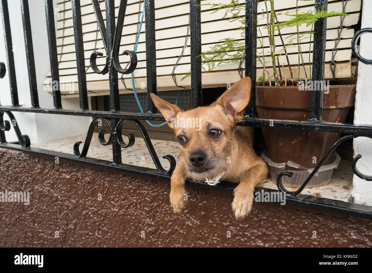 Un cane guardando fuori della finestra in a Setenil de las Bodegas. Andalusia, Spagna Foto Stock