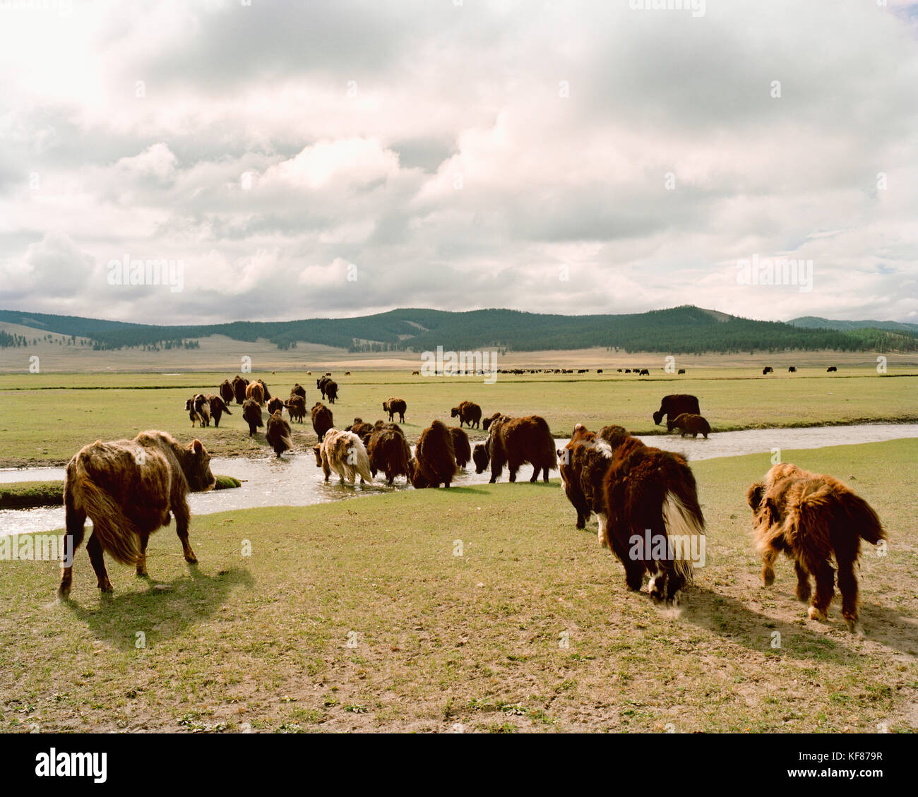 Mongolia, khargana sair, khuvsgul national park, yak a piedi attraverso le ampie praterie Foto Stock