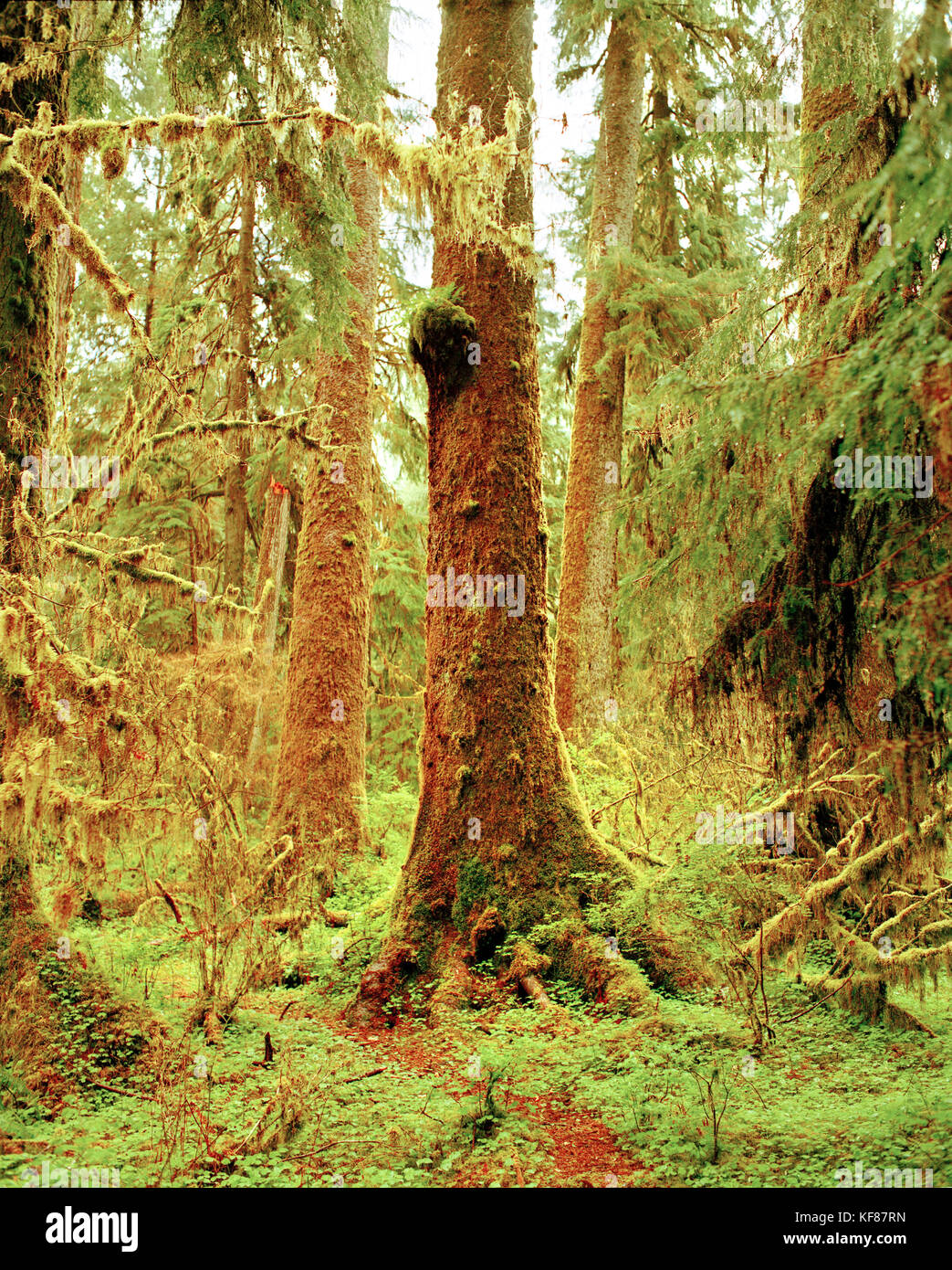 USA, Washington state, Sitka alberi di abete rosso coperti di muschio, Olympic National Park Foto Stock