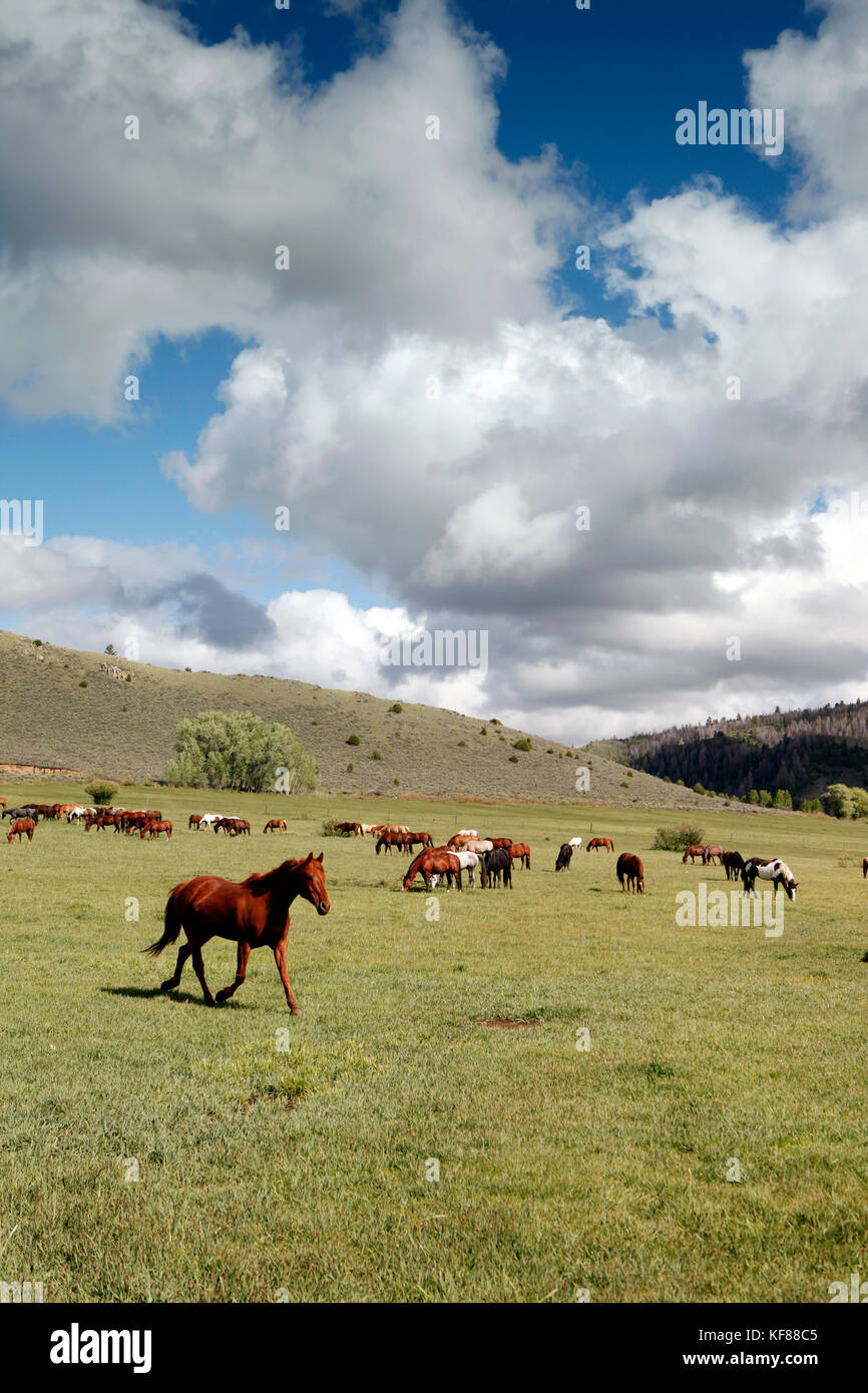 Stati Uniti d'America, Wyoming encampment, cavalli pascolano in un pascolo sotto bianco puffy nuvole, abara ranch Foto Stock