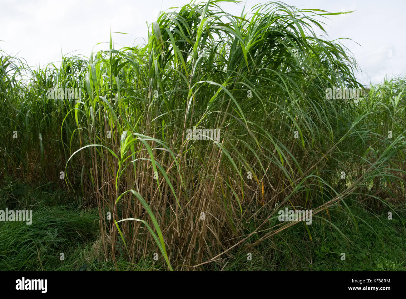 Miscanthus (comunemente conosciuto come erba dell'elefante) è un raccolto di energia ad alto rendimento che cresce oltre 3 metri di altezza, assomiglia a bambù e produce un raccolto ogni Foto Stock