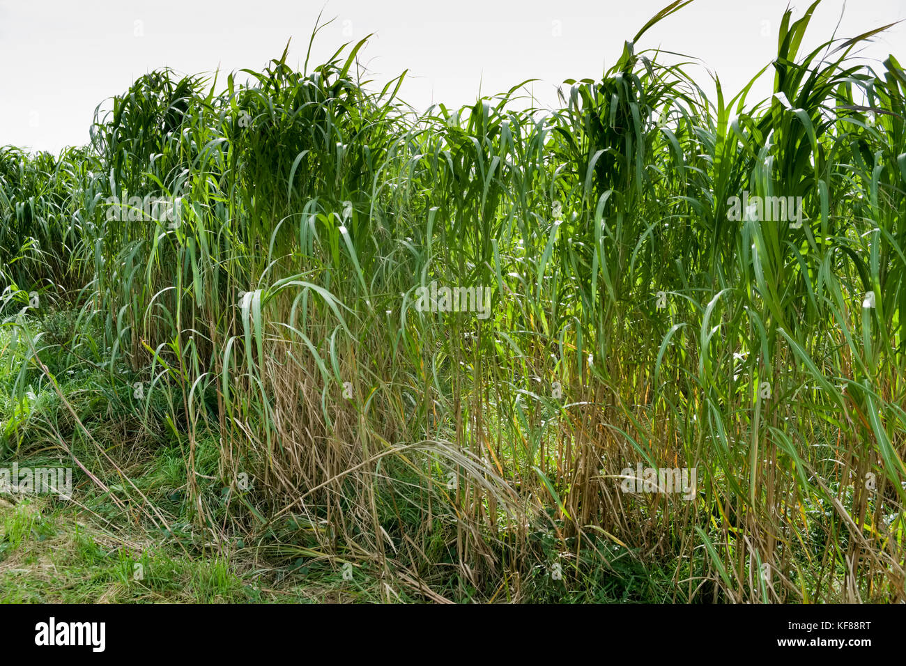 Miscanthus (comunemente conosciuto come erba dell'elefante) è un raccolto di energia ad alto rendimento che cresce oltre 3 metri di altezza, assomiglia a bambù e produce un raccolto ogni Foto Stock