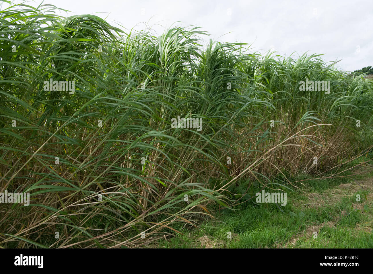Miscanthus (comunemente conosciuto come erba dell'elefante) è un raccolto di energia ad alto rendimento che cresce oltre 3 metri di altezza, assomiglia a bambù e produce un raccolto ogni Foto Stock