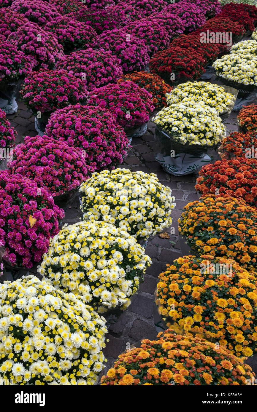 Floreale fiorisce nel mercato dei fiori di Amsterdam nei Paesi Bassi. Foto Stock