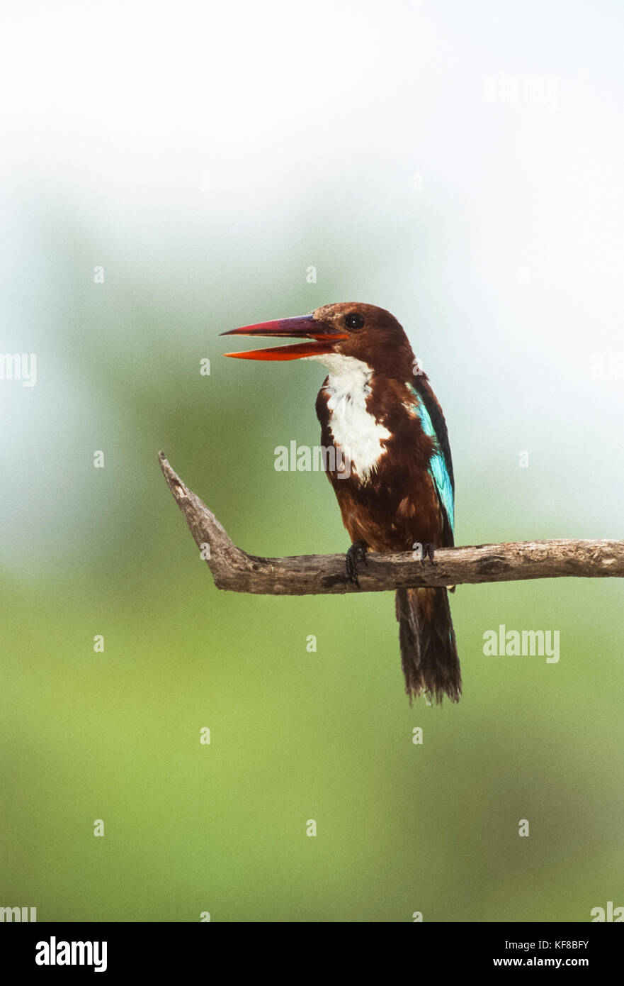 Bianco-throated kingfisher o bianco-breasted kingfisher, (Halcyon smyrnensis), di Keoladeo Ghana National Park, Bharatpur Rajasthan, India Foto Stock