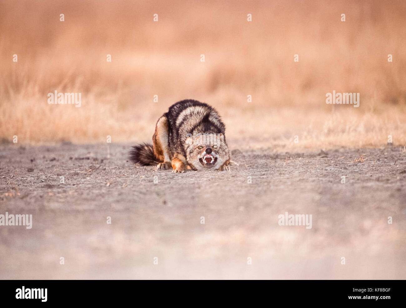 Jackal indiano o jackal d'oro, Canis aureus indicus, mostrando comportamento sottomesso, Keoladeo Ghana National Park, Bharatpur, Rajasthan, India Foto Stock