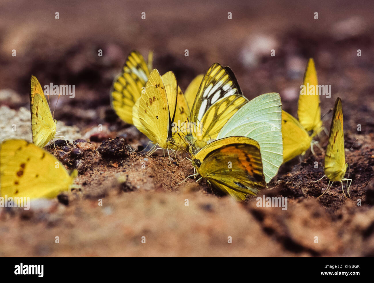 Pioneer bianco,(Belenois aurota) e comuni giallo Erba farfalle,(Eurema hecabe hecabe),copertura di fango, Keoladeo Ghana National Park, India Foto Stock