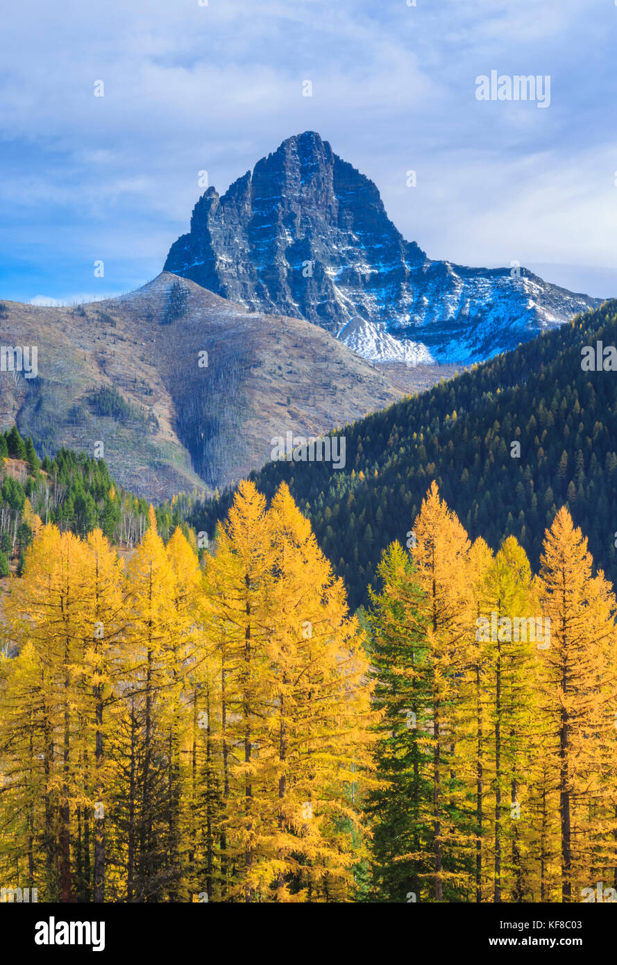 In autunno il larice sotto il monte saiint nicholas nel Glacier National Park Montana Foto Stock