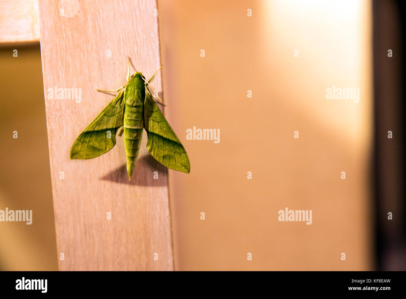 Belize, Punta Gorda, Toledo, alcuni con la variopinta fauna selvatica è appeso su una parete interna del belcampo belize lodge e jungle farm Foto Stock