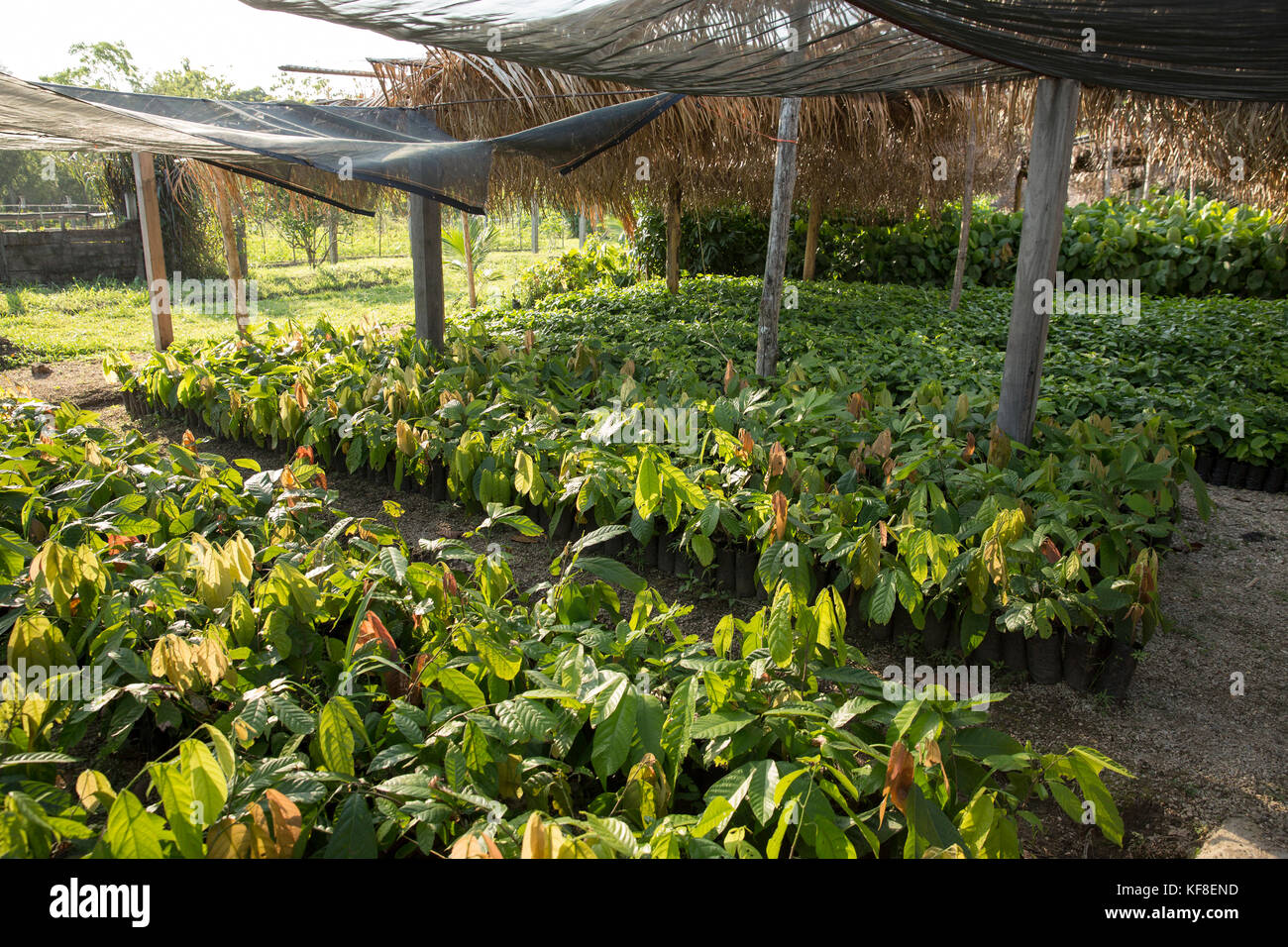 Belize, Punta Gorda, Toledo, belcampo belize lodge e jungle farm offre un' azienda agricola alla tavola cucina fornita dalla propria azienda agricola biologica, che fanno il loro Foto Stock