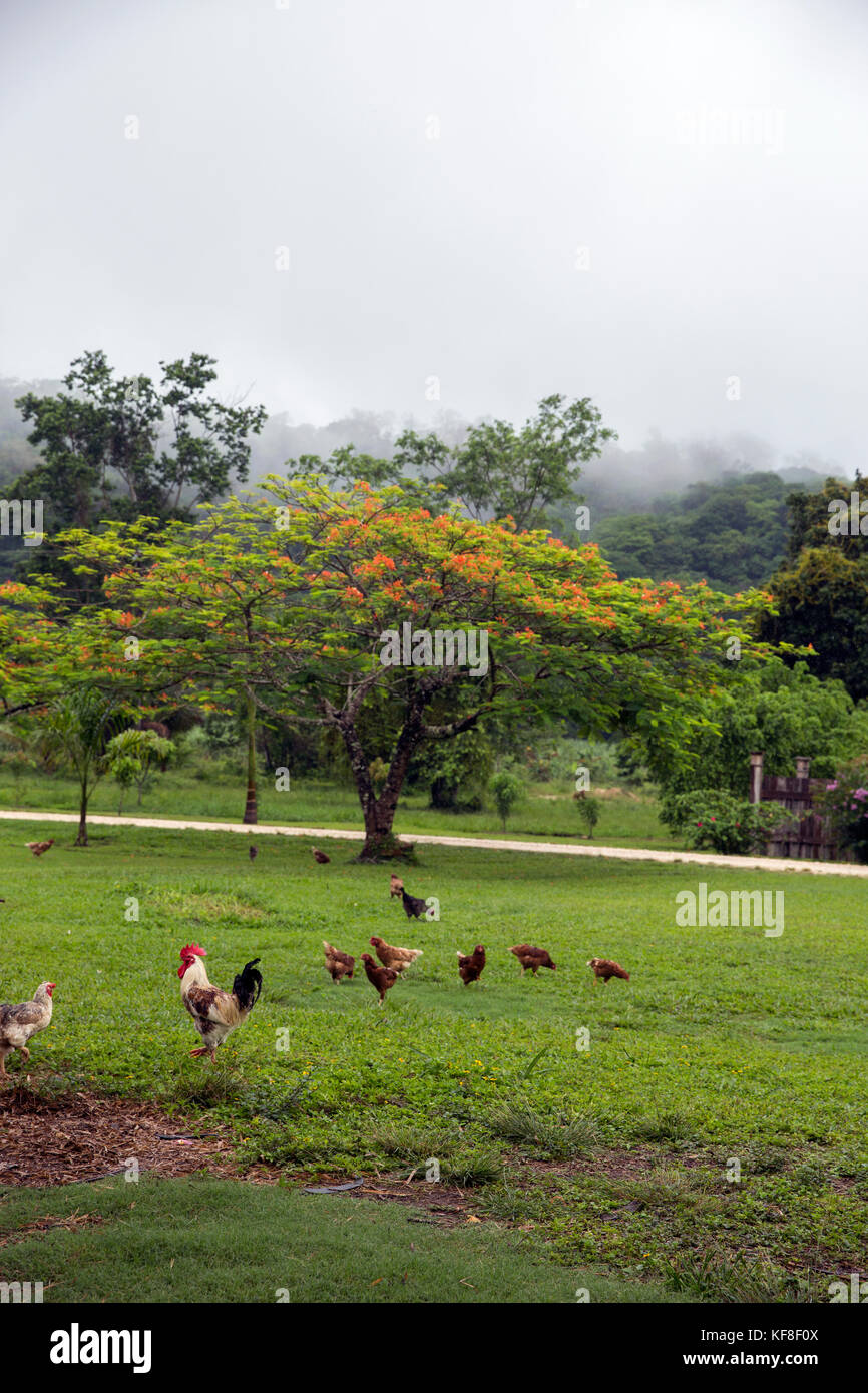 BELIZE, Punta Gorda, Toledo, Belcampo Belize Lodge e Jungle Farm offre un' azienda agricola alla tavola cucina, facendo del loro meglio per offrire una vera esperienza di essere Foto Stock