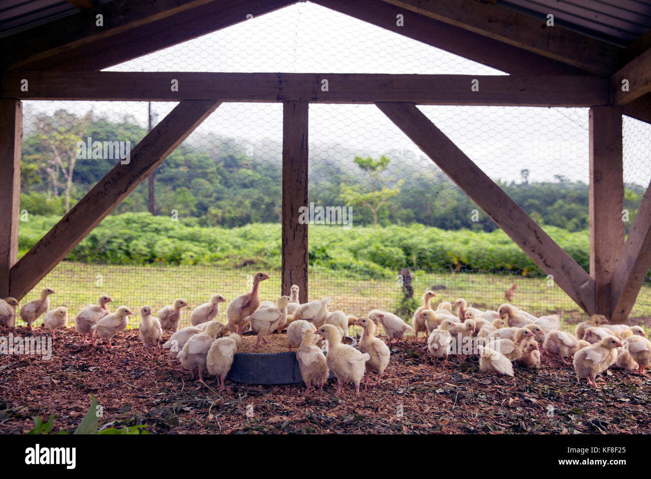 BELIZE, Punta Gorda, Toledo, Belcampo Belize Lodge e Jungle Farm offre un' azienda agricola alla tavola cucina fornita dalla propria azienda agricola biologica, che fanno il loro Foto Stock