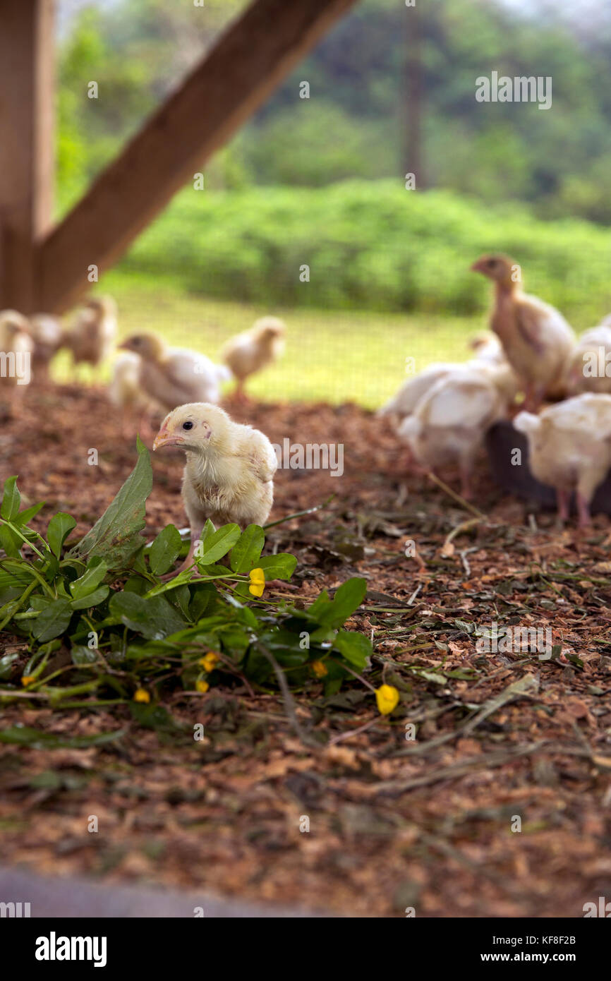 BELIZE, Punta Gorda, Toledo, Belcampo Belize Lodge e Jungle Farm offre un' azienda agricola alla tavola cucina fornita dalla propria azienda agricola biologica, che fanno il loro Foto Stock
