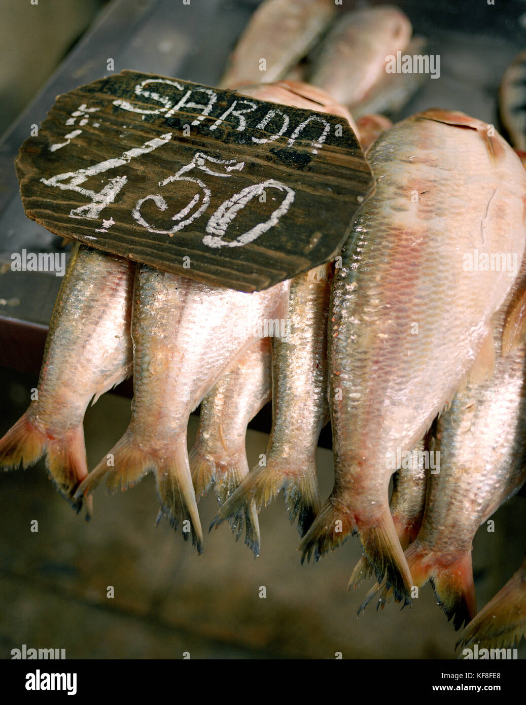 Il Brasile, Belem, sud america, amazon pesci di fiume per la vendita al mercato in Belem Foto Stock