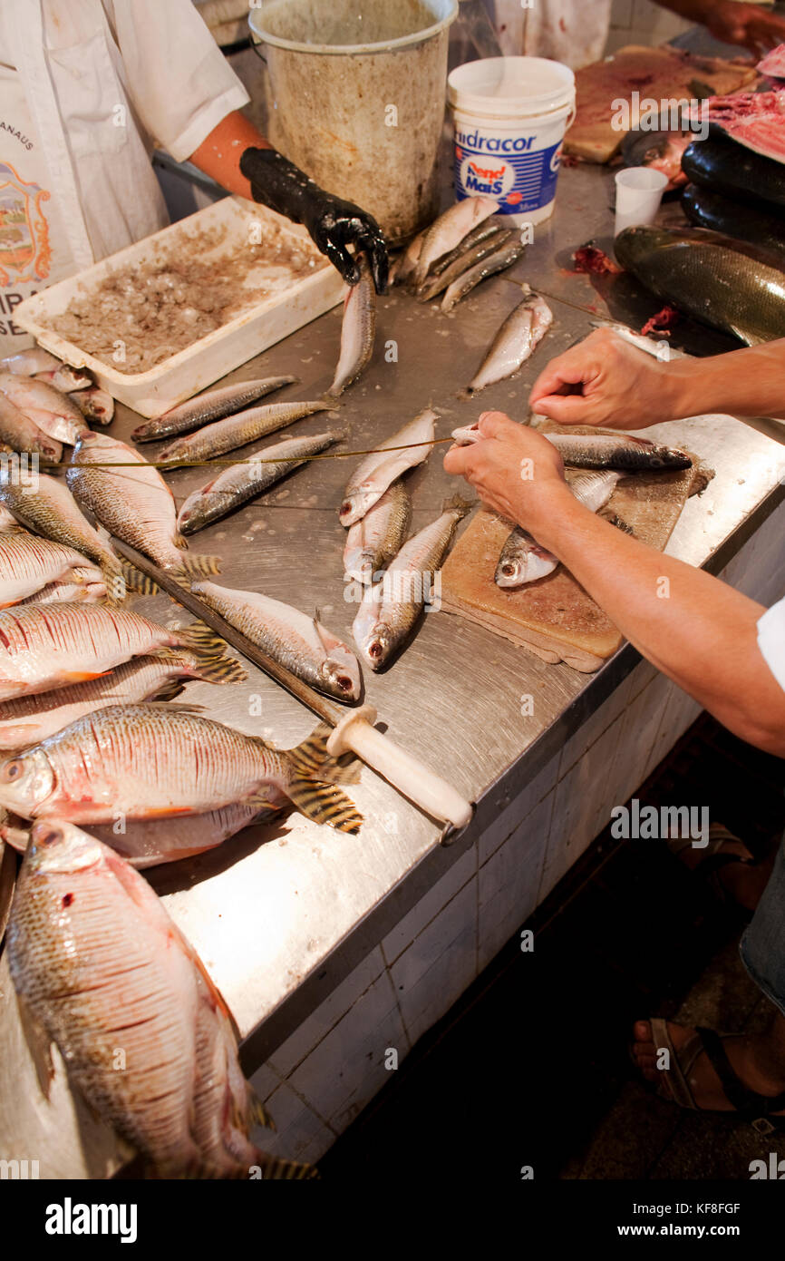 Il Brasile, uomo pesce di scalatura per la vendita a Manaus mercato del pesce Foto Stock