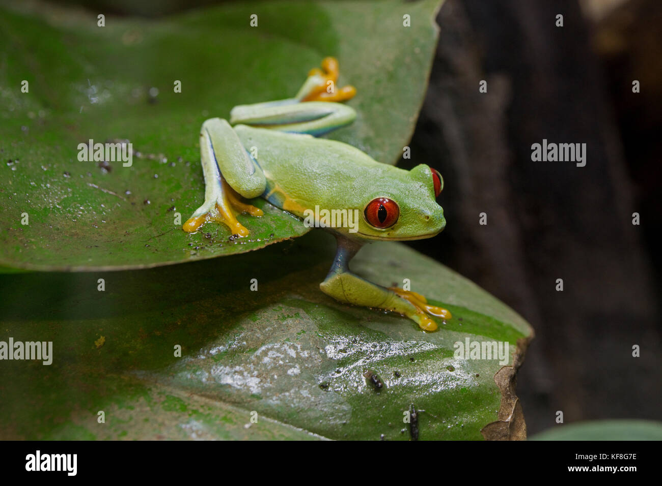 Red-eyed raganella agalychnis callidryas seduti sulla lamina wwt regno unito Foto Stock