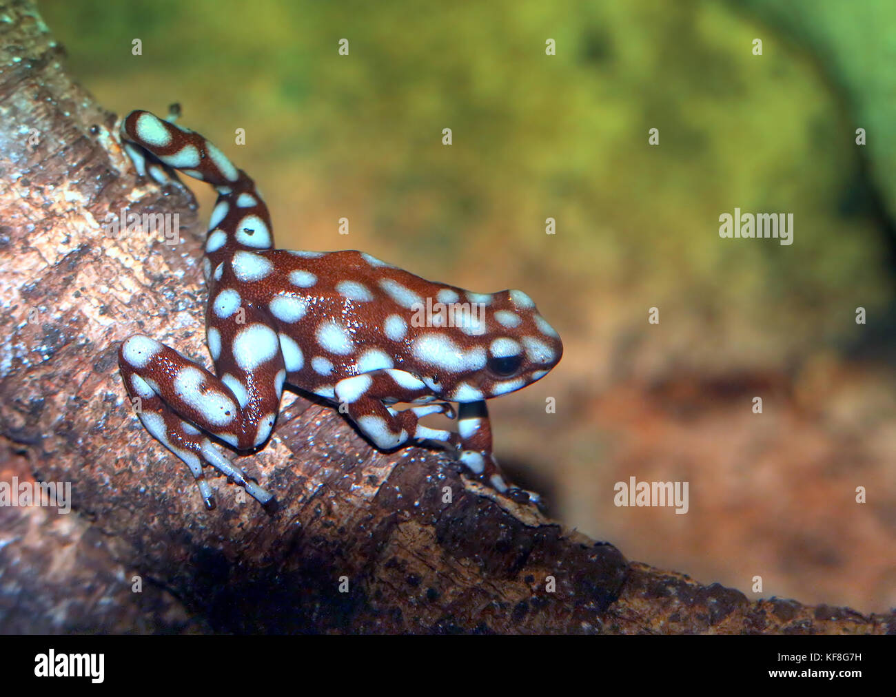 Marañón peruviana veleno (rana Excidobates mysteriosus) Foto Stock