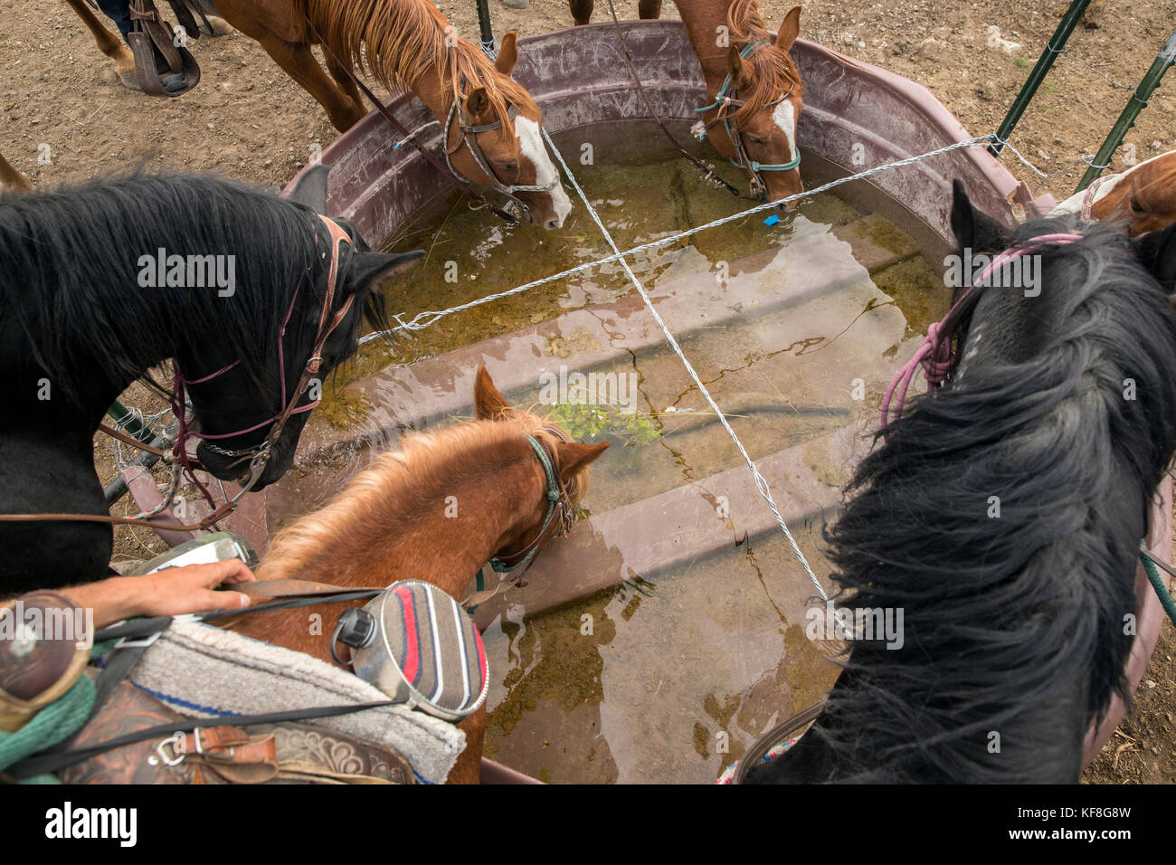 Stati Uniti d'America, Nevada, pozzi, gli ospiti possono partecipare a equitazione escursioni durante il loro soggiorno a mustang monumento, un lusso sostenibile eco friendly ri Foto Stock