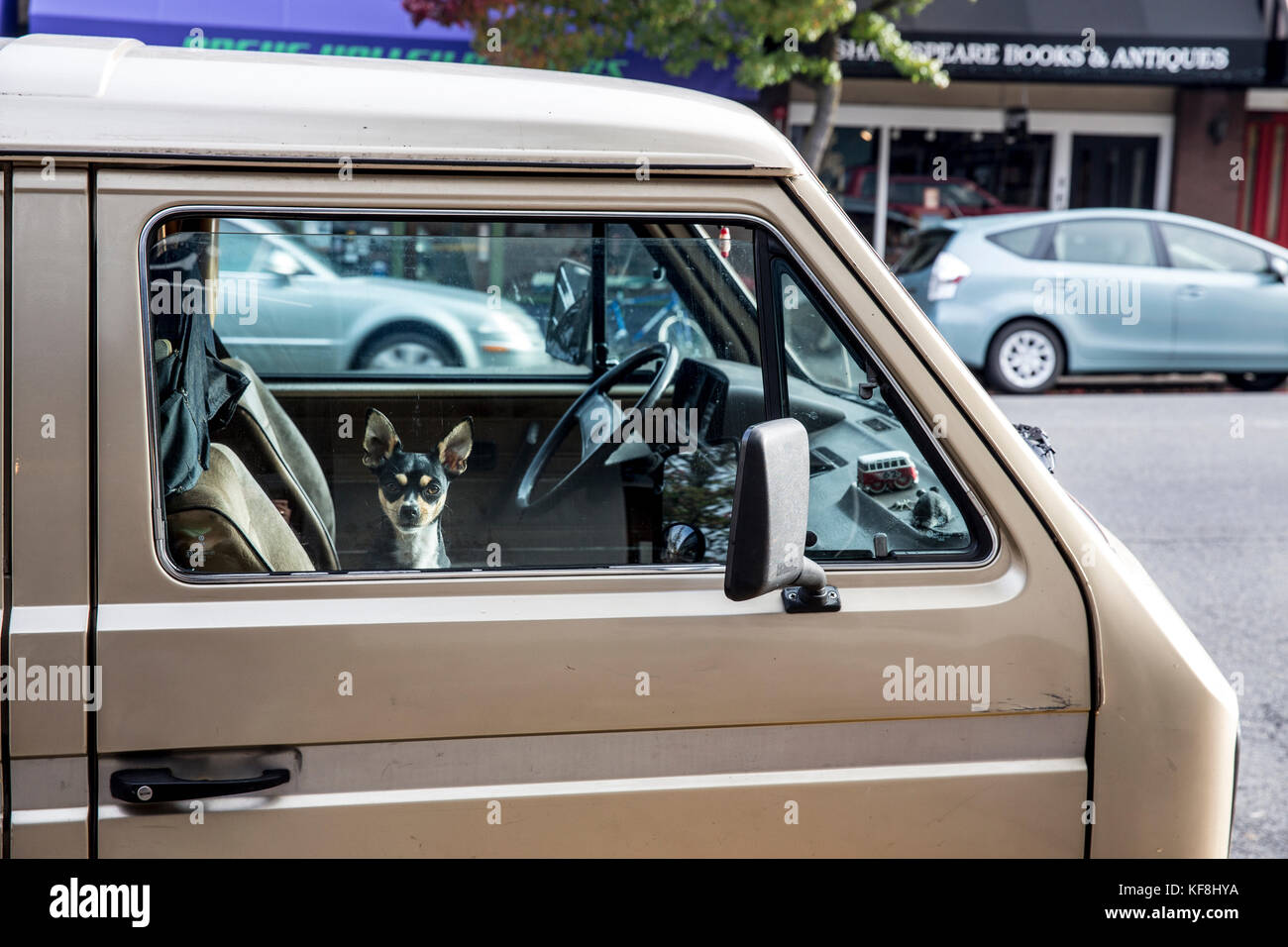 Stati Uniti d'America, oregon, Ashland, un piccolo cane si siede sul sedile del passeggero di un vecchio van nel centro cittadino sulla east main street Foto Stock