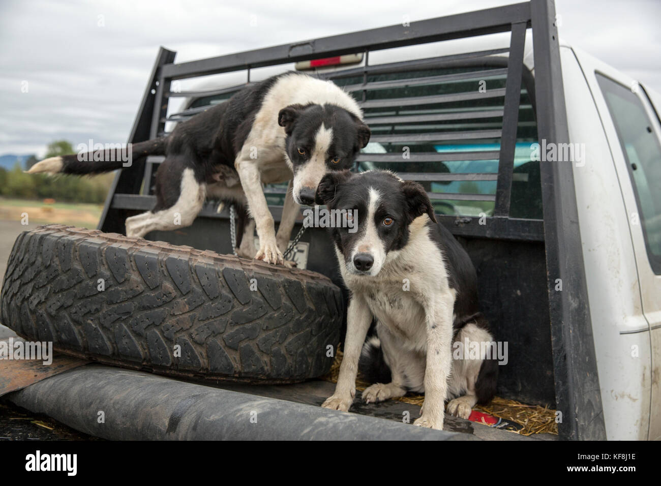 Stati Uniti d'America, Oregon, Enterprise, Cowboy e rancher Todd Nash carichi i suoi cani sul suo camion al Snyder Ranch per una unità di bestiame nella zona nord-est di Oregon Foto Stock