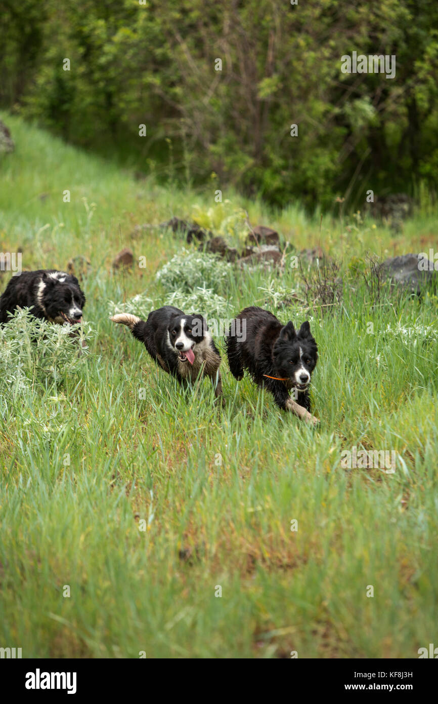 Stati Uniti d'America, oregon, Giuseppe, mucca cani lavorano nel canyon fino grande pecora creek nella zona nord-est di Oregon Foto Stock