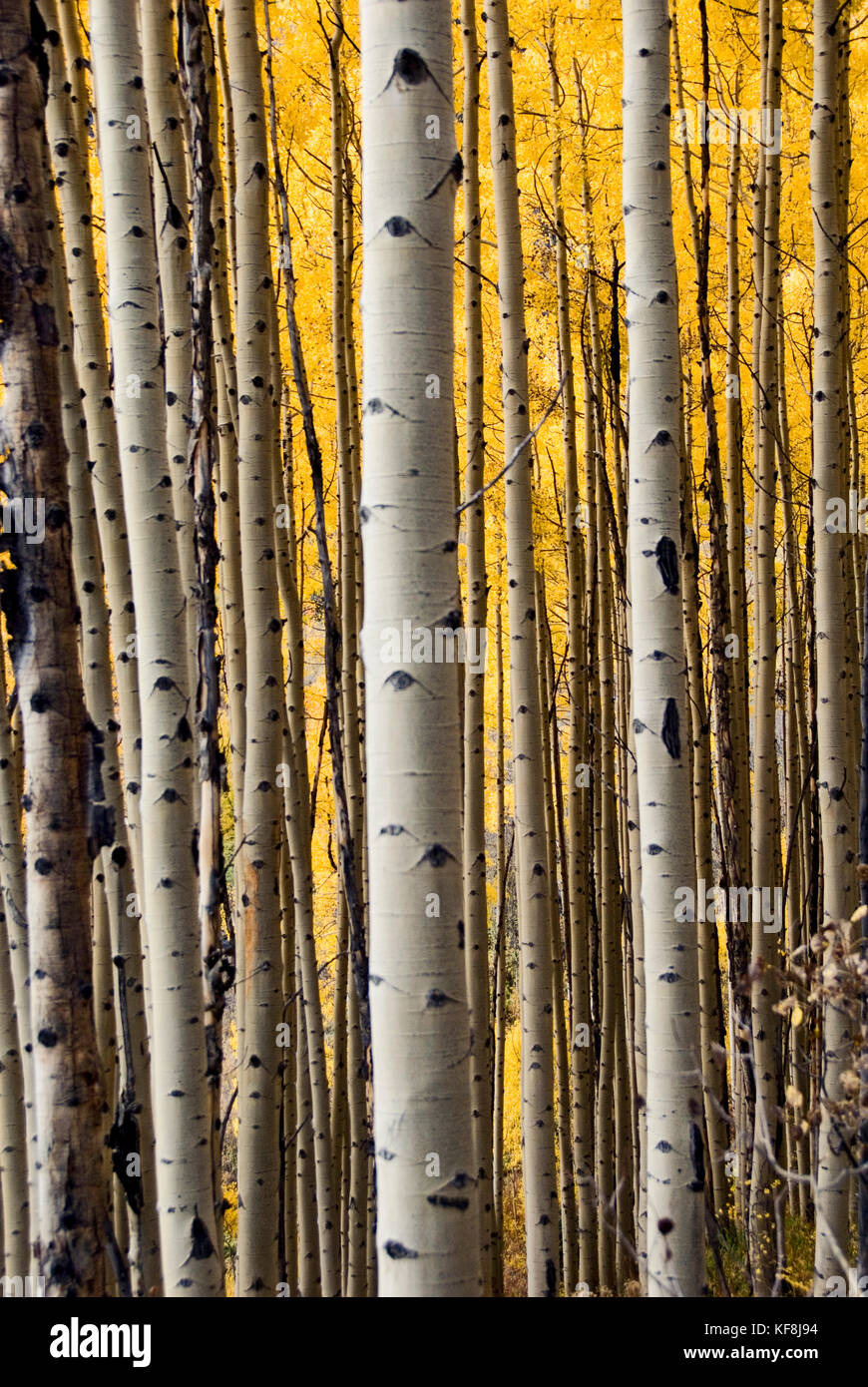 ASPENS DA UN PUNTO DI VISTA DIVERSO Foto Stock