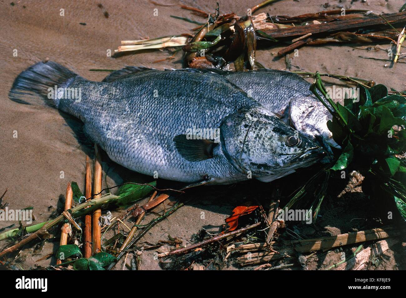 Uganda Lago Vittoria Il Pesce Persico Del Nilo Foto Immagine Stock