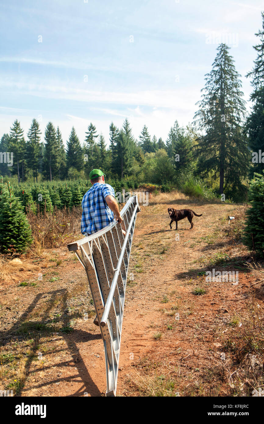 Stati Uniti d'America, oregon, Corbett, trota torrente tree farm, proprietario tom norby sui suoi 80 acri di abete nobile Christmas tree farm che è immerso nelle colline vicino a mt. h Foto Stock