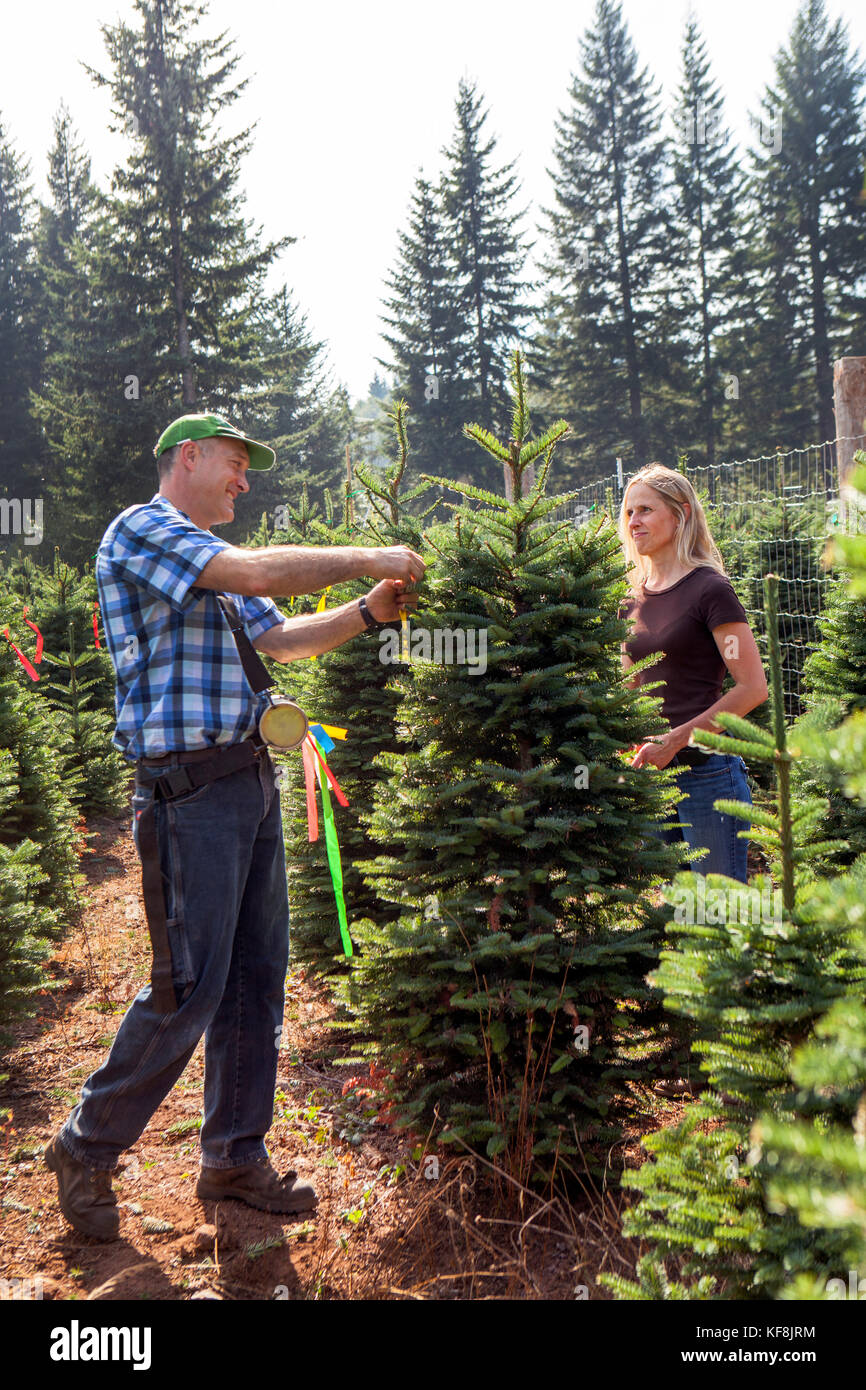 Stati Uniti d'America, oregon, Corbett, trota torrente tree farm, proprietari terri barnes e tom norby sulla loro 80 acri di abete nobile Christmas tree farm che è annidato nel Foto Stock