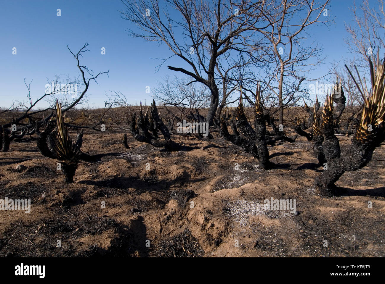 Alberi bruciati e arbusti su pascolo rangeland dopo un incendio Foto Stock