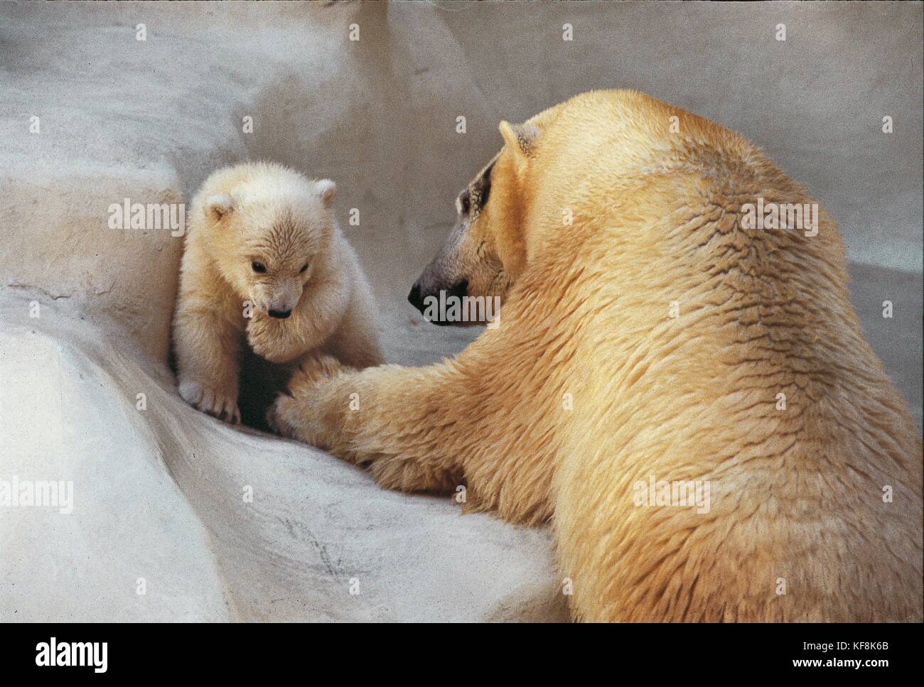 Zoologia, ursids, orso polare (ursus maritimus) Foto Stock