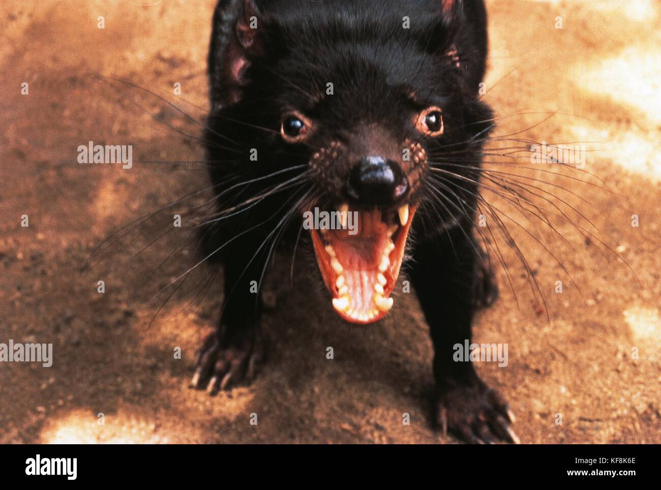 Zoologia, marsupiale diavolo della Tasmania (sarcophilus harris) Foto Stock
