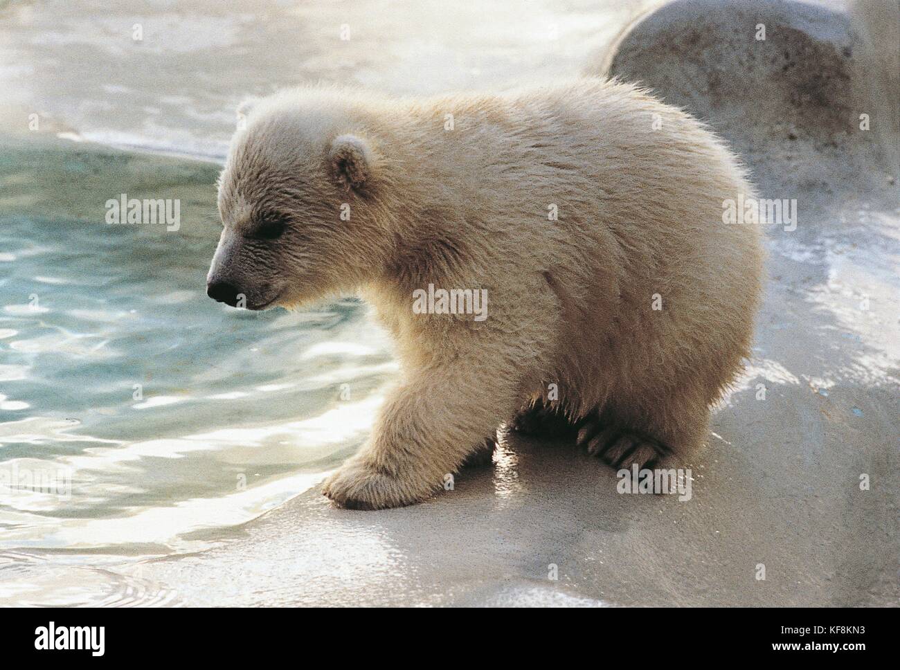 Zoologia, orso polare (ursus maritimus) Foto Stock