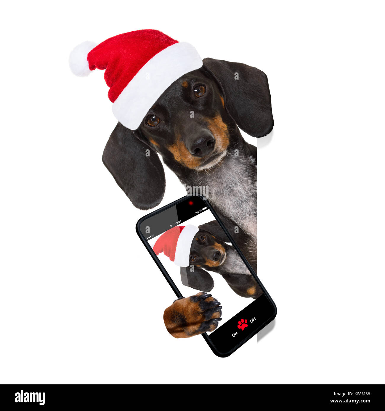 Funny bassotto salsiccia santa claus cane su vacanze di Natale indossando vacanza Red Hat, isolato su sfondo bianco, dietro un banner prendendo un selfie Foto Stock
