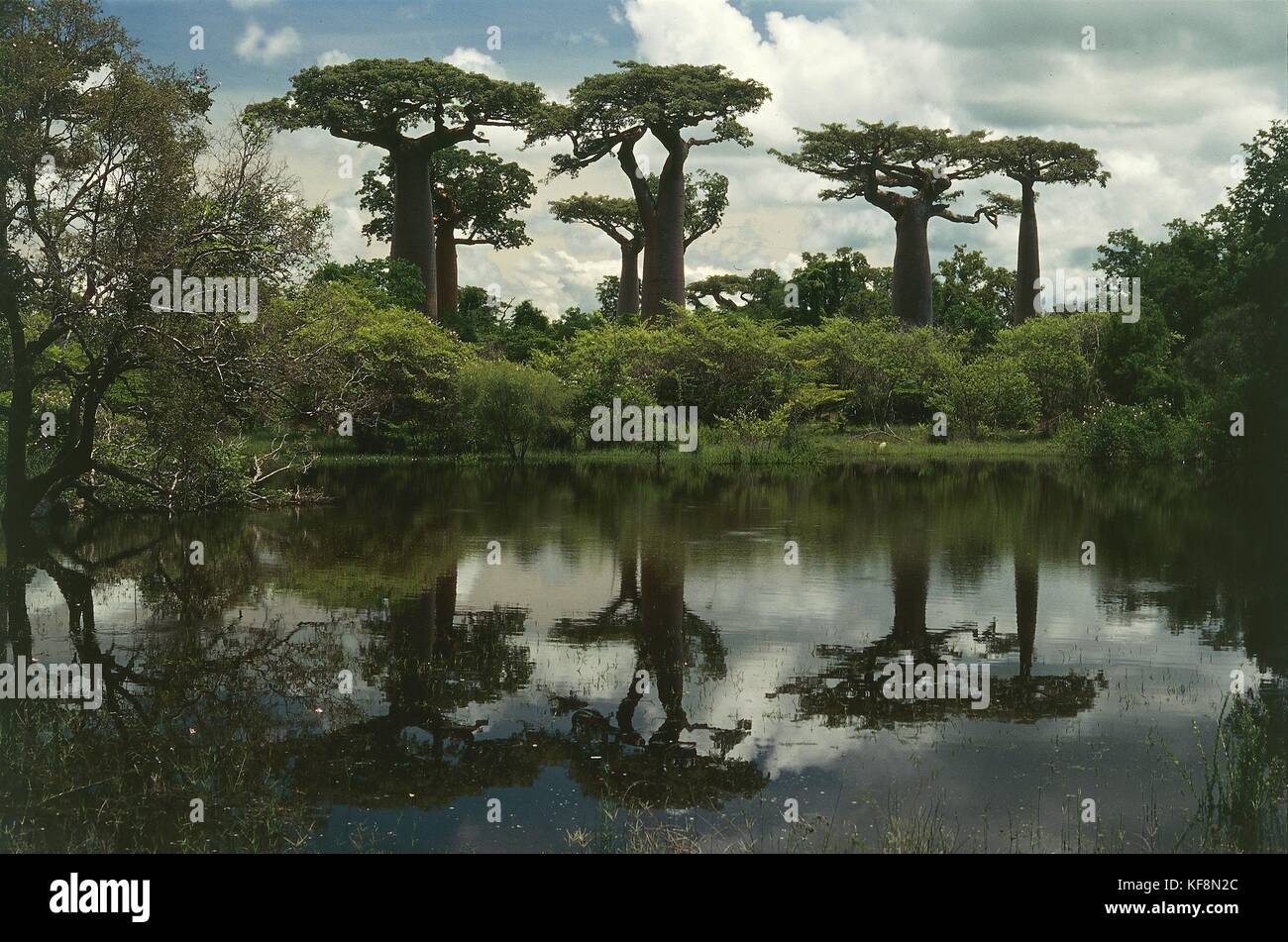 La botanica, alberi, malvacee, baobab (adansonia madagascariensis). madagascar Foto Stock