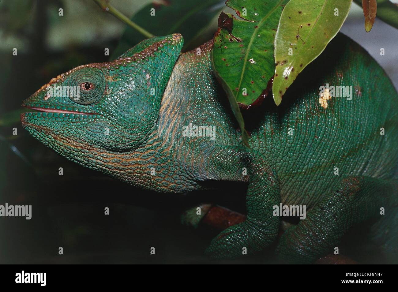 Zoologia, scalato rettili, chamaeleonidae, femmina Parson's chameleon (calumma parsonii). Madagascar. Foto Stock