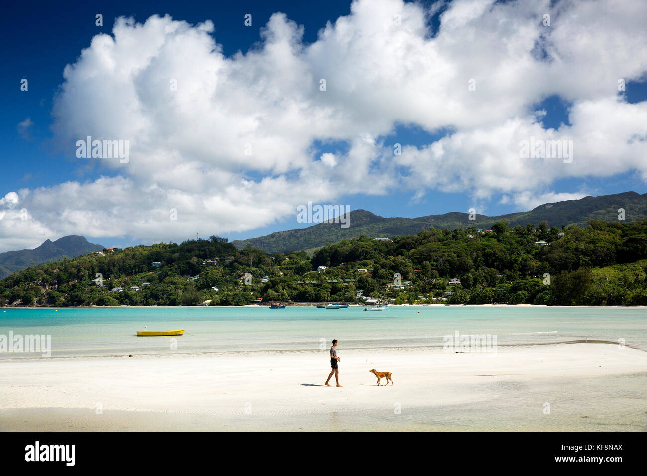 La Seychelles, Mahe, Anse a La Mouche, uomo cane a camminare sulla spiaggia con la bassa marea Foto Stock