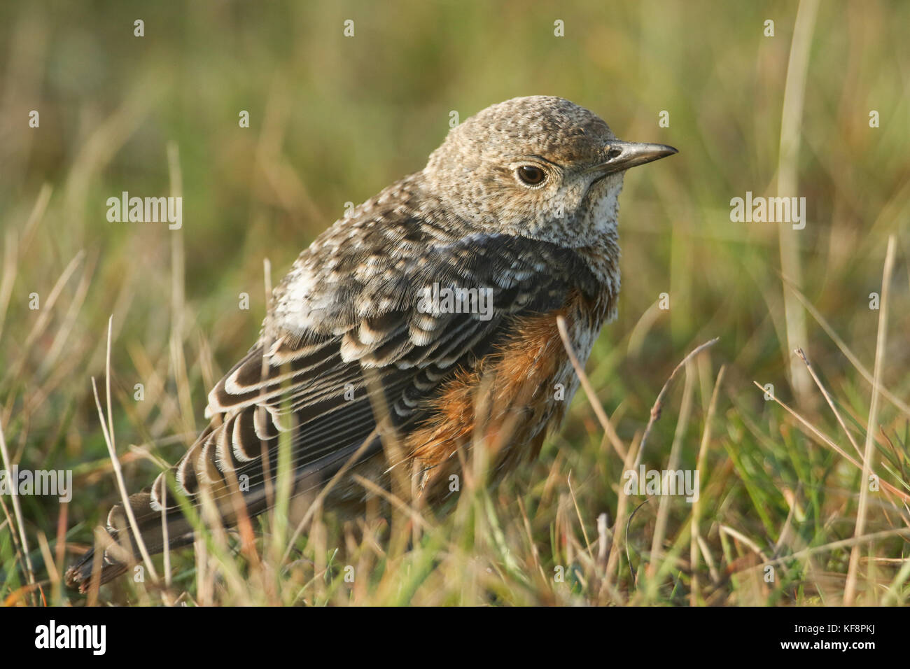 Una trush giovanile molto rara (Monticola saxatilis) a caccia di cibo nell'erba in Galles, Regno Unito. Foto Stock