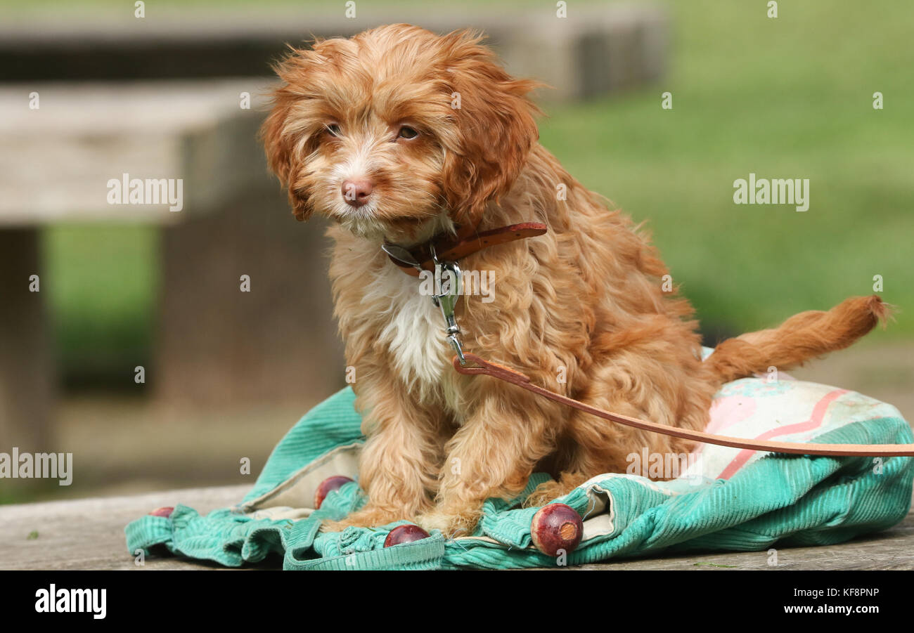 Un carino cucciolo di Cavapoo. Foto Stock